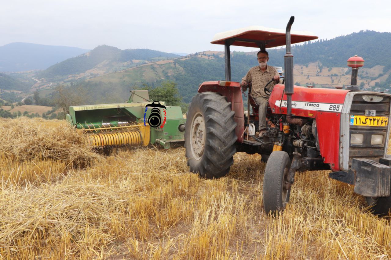 آغاز برداشت گندم در مزارع کوهستانی روستاهای بالادست