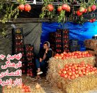 نهمین جشنواره فرهنگی و اقتصادی انار اشرف (بهشهر)
